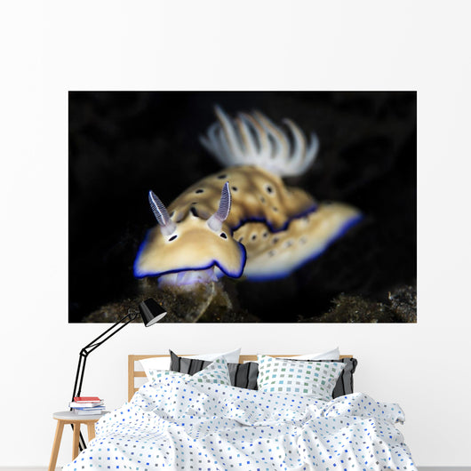 Hypselodoris Tryoni Nudibranch Crawls Wall Decal