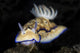Hypselodoris Tryoni Nudibranch Crawls Wall Decal