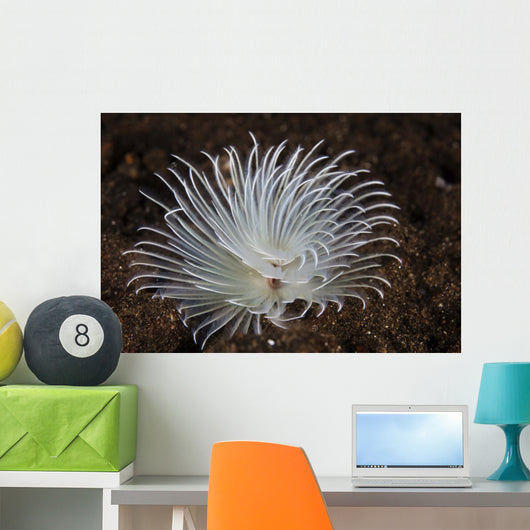 Detail Feather Duster Worm Swaying Wall Decal