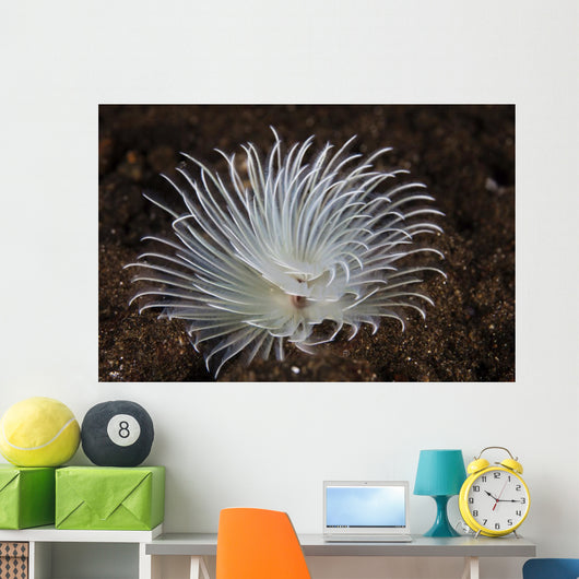 Detail Feather Duster Worm Swaying Wall Decal