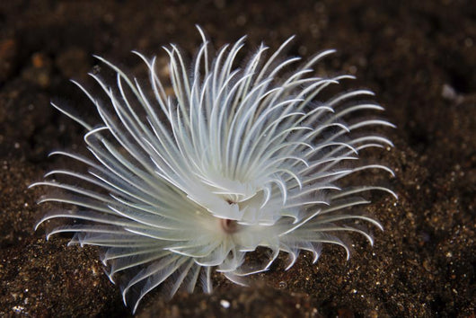 Detail Feather Duster Worm Swaying Wall Decal