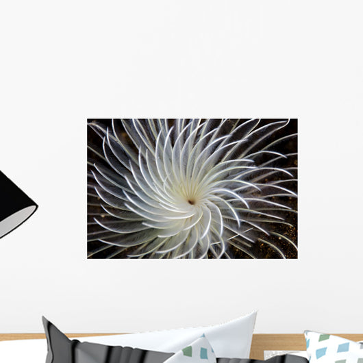 Detail Feather Duster Worm Wall Decal