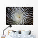 Detail Feather Duster Worm Wall Decal
