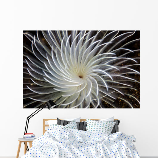 Detail Feather Duster Worm Wall Decal