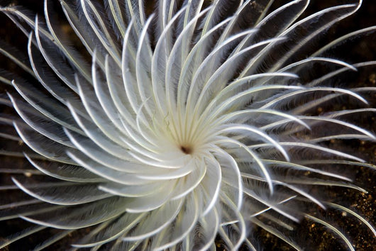 Detail Feather Duster Worm Wall Decal