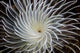 Detail Feather Duster Worm Wall Decal