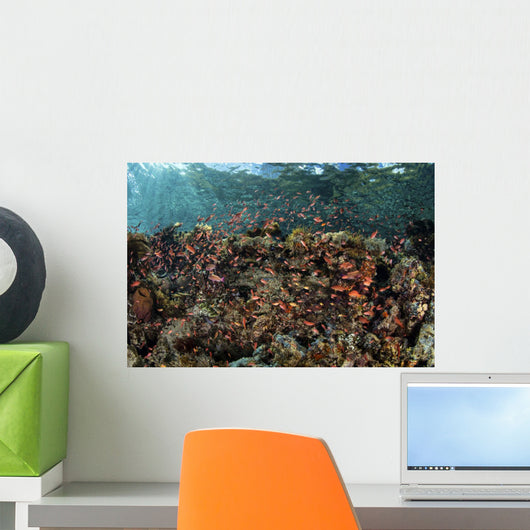 Reef Fish Swimming Near Surface Wall Decal