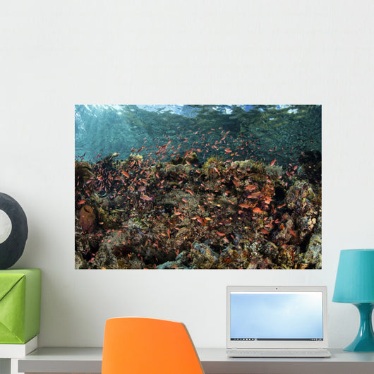 Reef Fish Swimming Near Surface Wall Decal