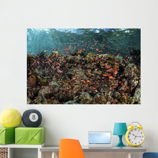 Reef Fish Swimming Near Surface Wall Decal