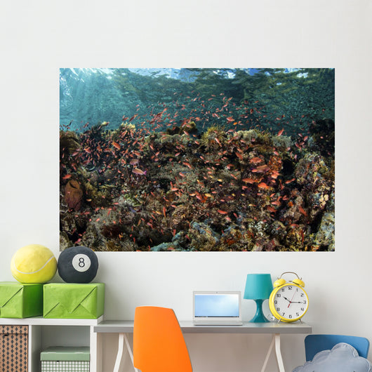 Reef Fish Swimming Near Surface Wall Decal