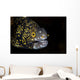 Snowflake Moray Eel Peeks Wall Decal