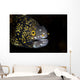 Snowflake Moray Eel Peeks Wall Decal