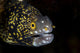 Snowflake Moray Eel Peeks Wall Decal