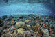 Reef Fish Swimming Strong Surface Wall Decal