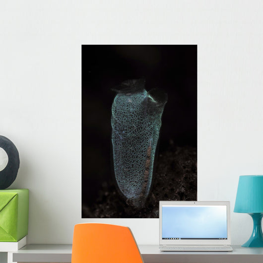 Delicate Tunicate Komodo National Wall Decal