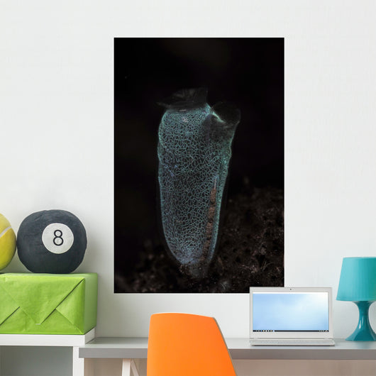 Delicate Tunicate Komodo National Wall Decal