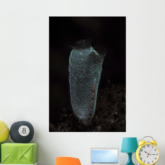 Delicate Tunicate Komodo National Wall Decal