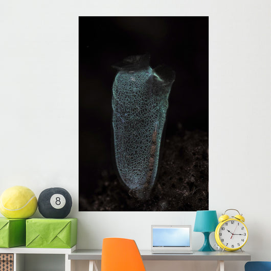 Delicate Tunicate Komodo National Wall Decal
