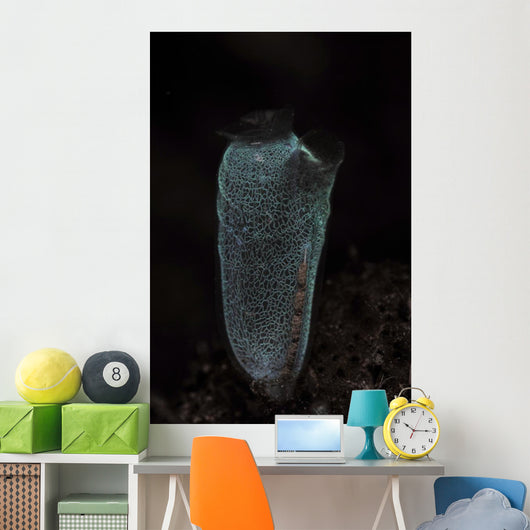 Delicate Tunicate Komodo National Wall Decal