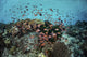Reef Fish Swimming Light Water Wall Decal