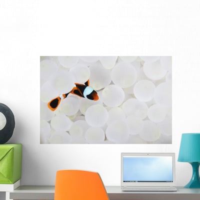 Young False Clownfish Snuggles Wall Decal shown on a wall