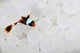 Young False Clownfish Snuggles Wall Decal