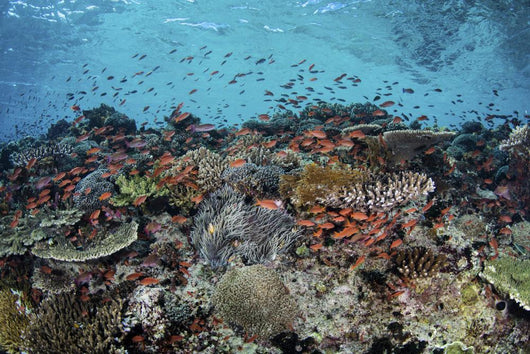 Reef Fish Swimming Strong Landscape Wall Decal