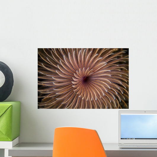Detail Spiral Tentacles Arrangement Orange Wall Decal