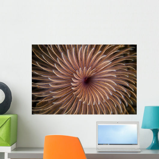 Detail Spiral Tentacles Arrangement Orange Wall Decal