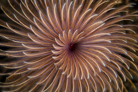 Detail Spiral Tentacles Arrangement Orange Wall Decal