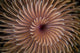 Detail Spiral Tentacles Arrangement Orange Wall Decal