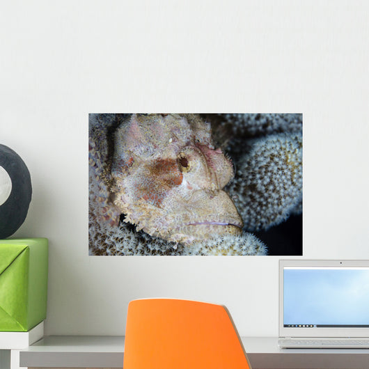 Scorpionfish Lies Wait for Wall Decal