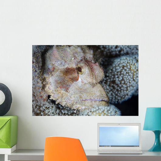 Scorpionfish Lies Wait for Wall Decal