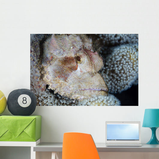 Scorpionfish Lies Wait for Wall Decal