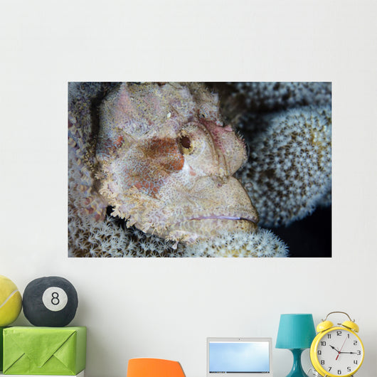 Scorpionfish Lies Wait for Wall Decal