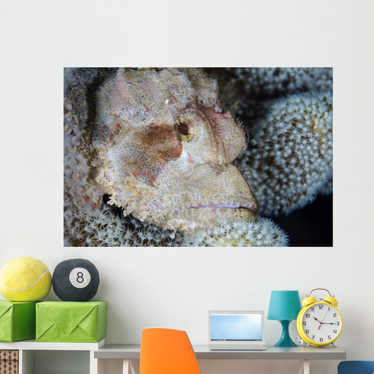 Scorpionfish Lies Wait for Wall Decal