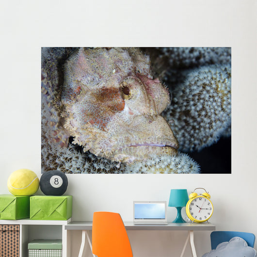 Scorpionfish Lies Wait for Wall Decal