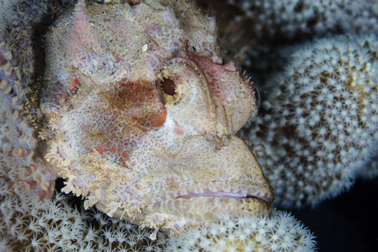 Scorpionfish Lies Wait for Wall Decal