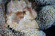 Scorpionfish Lies Wait for Wall Decal