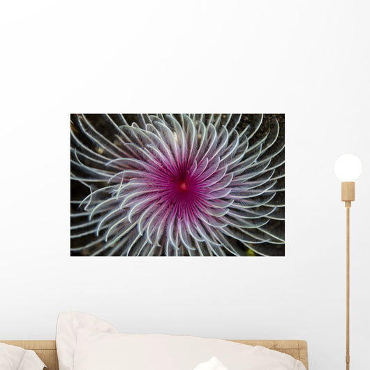 Detail Spiral Tentacles Arrangement Wall Decal