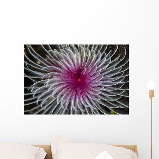Detail Spiral Tentacles Arrangement Wall Decal