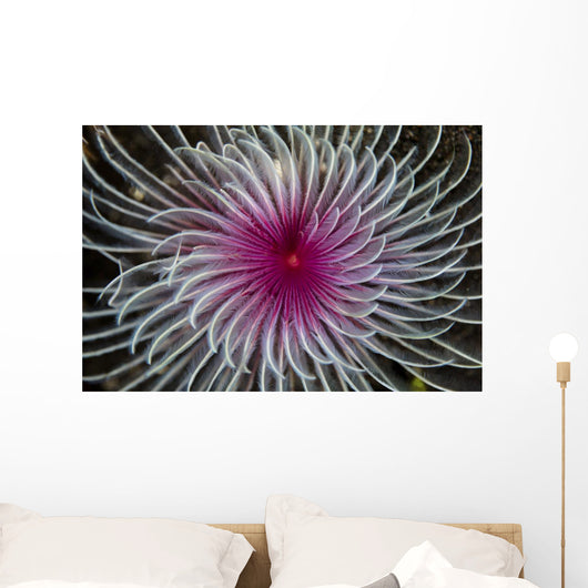 Detail Spiral Tentacles Arrangement Wall Decal