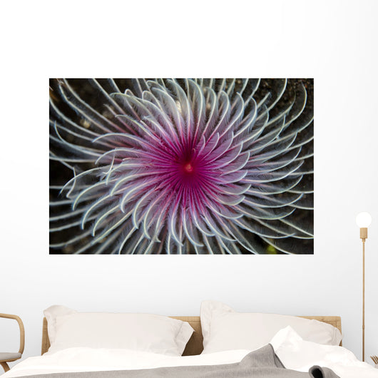 Detail Spiral Tentacles Arrangement Wall Decal