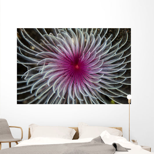 Detail Spiral Tentacles Arrangement Wall Decal