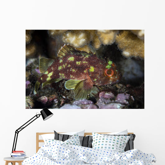 Yellow-spotted Scorpionfish Hides Reef Wall Decal