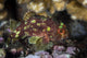 Yellow-spotted Scorpionfish Hides Reef Wall Decal