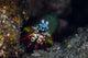 Peacock Mantis Shrimp Crawls Wall Decal