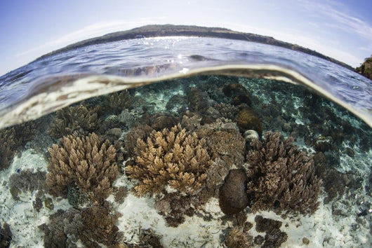 Coral Reef Thrives Shallow Wall Decal