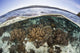Coral Reef Thrives Shallow Wall Decal
