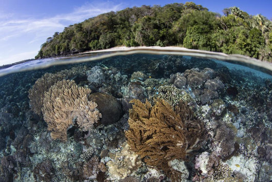 Coral Reef Thrives Shallow Beach Wall Decal